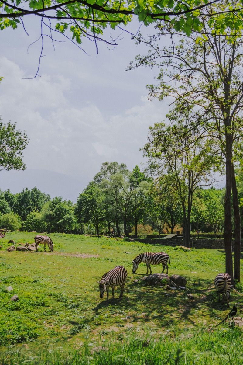 Shanghai Zoo · тахь