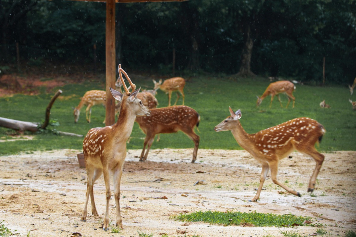Shanghai Zoo · буга