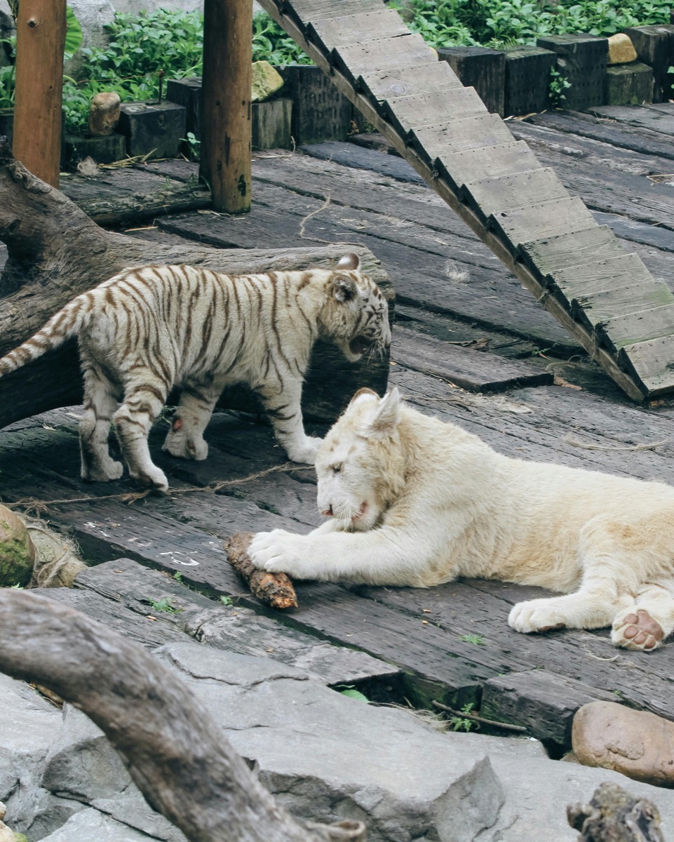 Shanghai Zoo